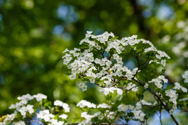 White hawthorn flowers in spring garden, closeup, macro.