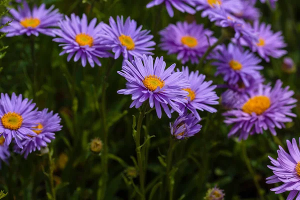 Alp Aster (Aster alpinus). Mor çiçekli dekoratif bahçe bitkileri. Kaya bahçesi için çok güzel bitkiler..