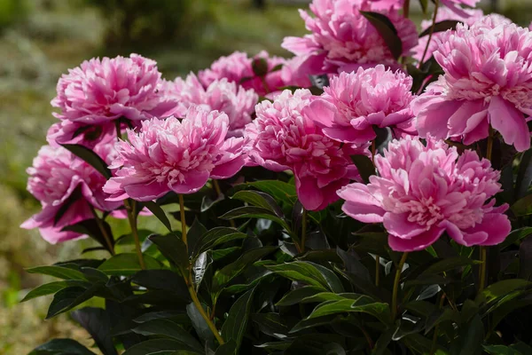 Bahçedeki güzel pembe şakayıklar