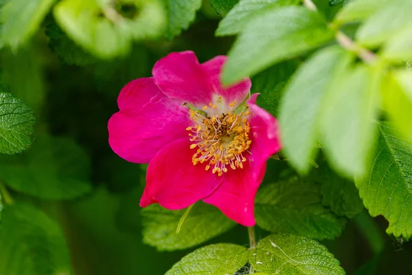 庭にはドッグローズの花 花の背景 Copyspace — ストック写真