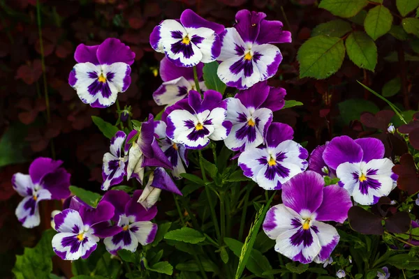 Blooming Viola Pansy Flowers Garden Delicate Floral Background — Stock Photo, Image