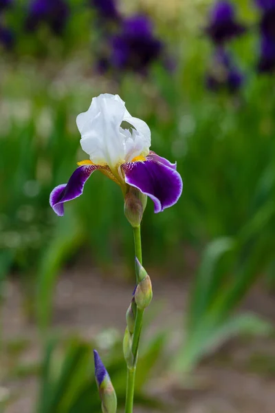 Iris Germanica 보라색 꽃이다 정원에서 자라고 아이들 — 스톡 사진