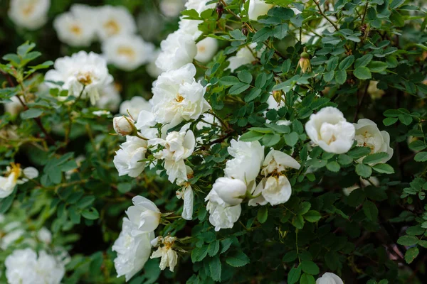 Beyaz yaban gülü (Rosa rugosa) bahçede