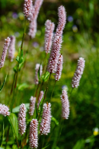 Polygonum Bistorta Jardín Primavera Persicaria Bistorta Una Planta Medicinal — Foto de Stock