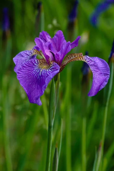 Doğal arka planda, Sibirya irisinin mor çiçeği. Bahar bahçesinde Iris sibirica. Sibirya İrisi.