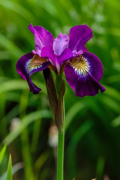 Lila Blomma Sibirisk Iris Naturlig Bakgrund Iris Sibirica Vårträdgården Sibirisk — Stockfoto