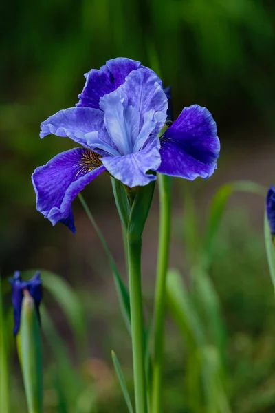 Fiore Blu Dell Iride Siberiana Sfondo Naturale Iris Sibirica Nel — Foto Stock