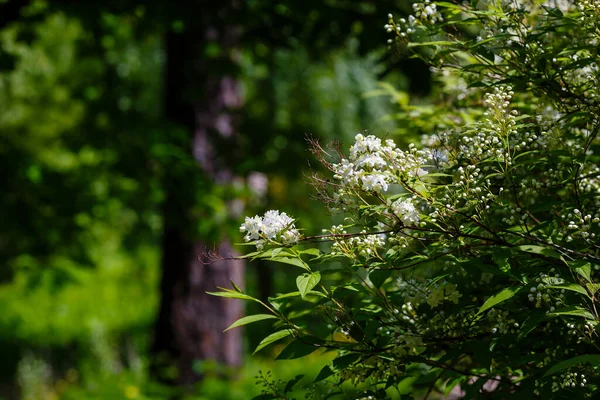 Lemoine Deutzia 'nın beyaz çiçekleri bahçede.