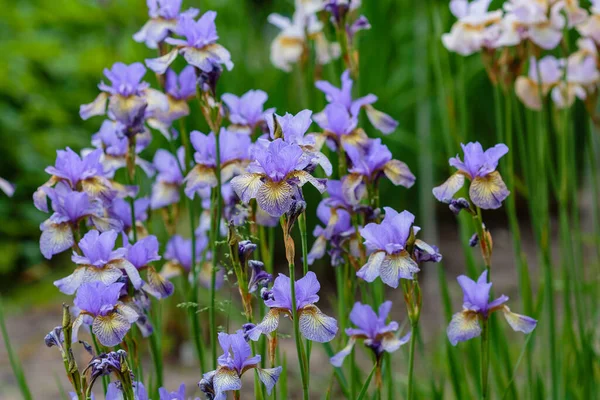 Fiori Viola Iride Siberiana Background Naturale Iris Sibirica Nel Giardino — Foto Stock