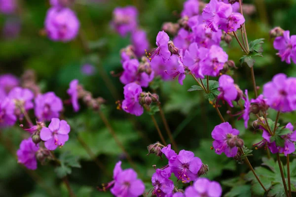 Purple Flowers Geranium Macrorrhizum Summer Garden — Stock Photo, Image