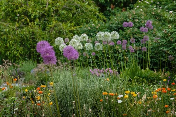 Dev Soğan (Allium Giganteum) çiçek açıyor. Allium veya süs soğanı bahar bahçesidir.