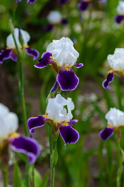 Blooming Iris Iris Germanica Spring Garden Flowers Bearded Iris Natural — Stock Photo, Image