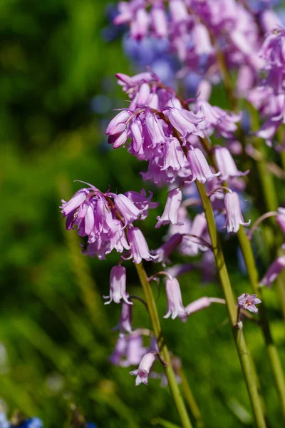 Fundo Verão Com Flores Sinos Azuis — Fotografia de Stock