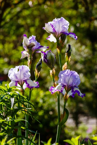 Blommor Skäggig Iris Iris Germanica Växande Tyska Iris Trädgården — Stockfoto