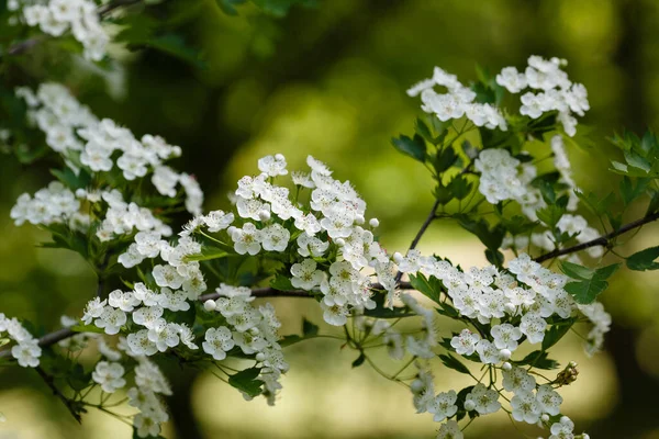 Fleurs Aubépine Blanche Dans Jardin Printemps Gros Plan Macro — Photo