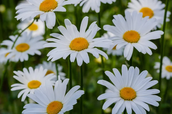 Papatya çiçekleri. Oxeye papatyaları, Leucanthemum vulgare, papatyalar, Dox-eye, yaygın papatyalar, köpek papatyaları, ay papatyaları, papatyalar. Bahçe konsepti