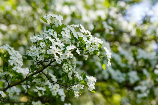 Білі Квіти Глоду Весняному Саду Крупним Планом Макро — стокове фото