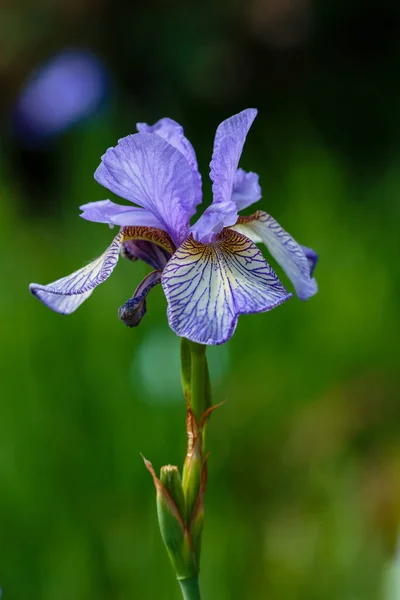 Flor Azul Del Iris Siberiano Fondo Natural Iris Sibirica Jardín — Foto de Stock