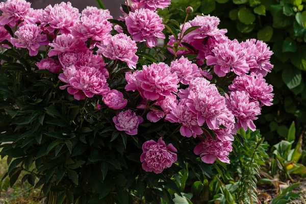 Belles Pivoines Roses Dans Jardin — Photo