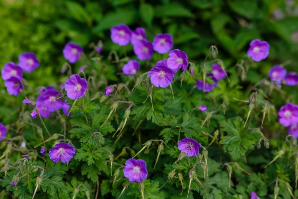 庭でのゲラニウムの圧力 紫外線の花のゼラニウムのPratense — ストック写真