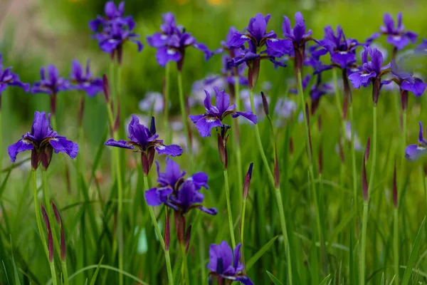 Doğal Arka Planda Sibirya Irisinin Mor Çiçekleri Bahar Bahçesinde Iris — Stok fotoğraf