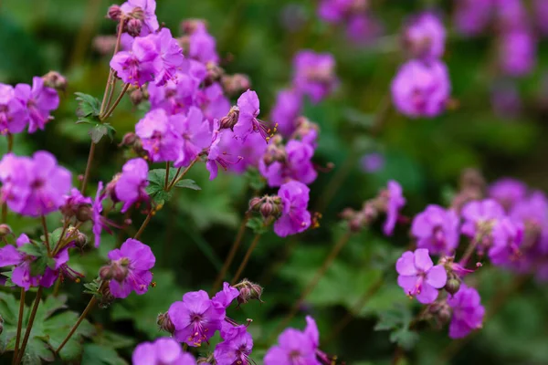 Flores Púrpuras Del Geranio Macrorrhizum Jardín Verano — Foto de Stock