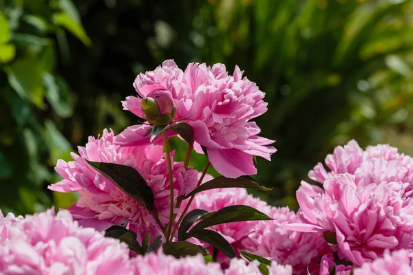 Bahçedeki güzel pembe şakayıklar