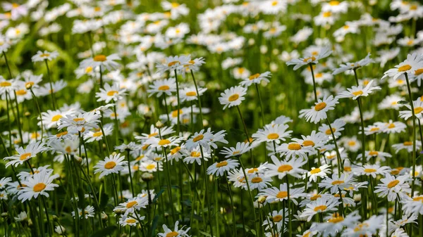 Kwitnienie Stokrotek Oko Stokrotki Leucanthemum Vulgare Stokrotki Dox Eye Wspólne — Zdjęcie stockowe