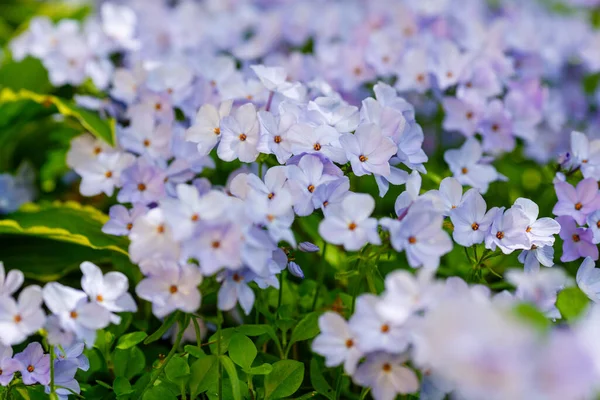 Kwitnące Gałęzie Fioletowego Floksu Stolonifera Ogrodzie — Zdjęcie stockowe