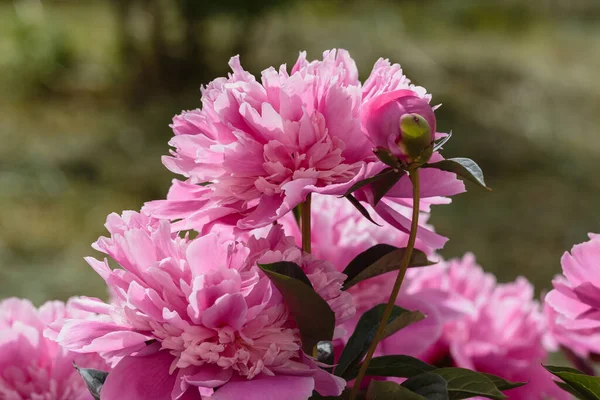 Bahçedeki güzel pembe şakayıklar