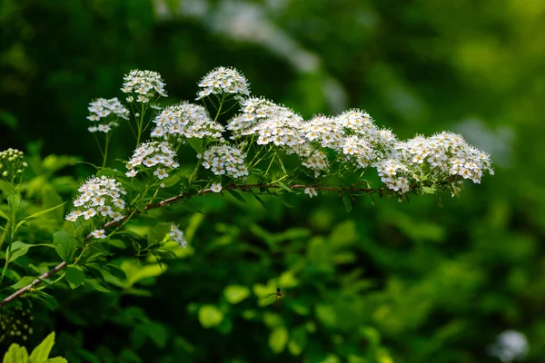 Bahçede beyaz spirea çiçekleri. Peyzaj tasarımı için dekoratif çiçekli çalılıklar