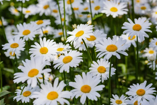 Papatya çiçekleri. Oxeye papatyaları, Leucanthemum vulgare, papatyalar, Dox-eye, yaygın papatyalar, köpek papatyaları, ay papatyaları, papatyalar. Bahçe konsepti