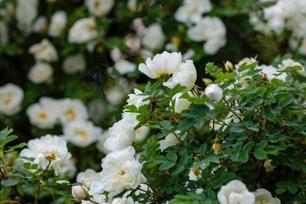 Beyaz yaban gülü (Rosa rugosa) bahçede