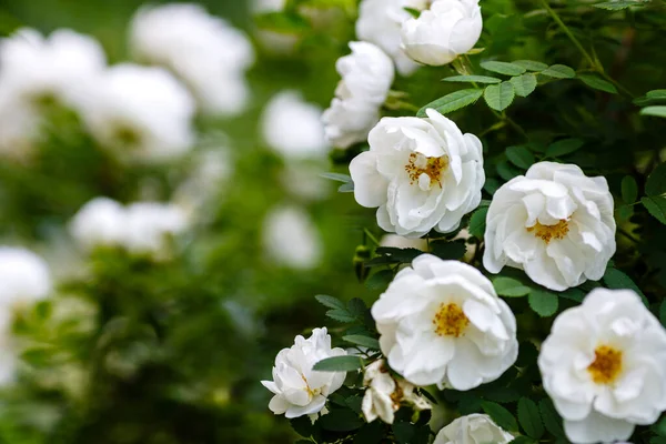 White Wild Rose Rosa Rugosa Garden — Stock Photo, Image