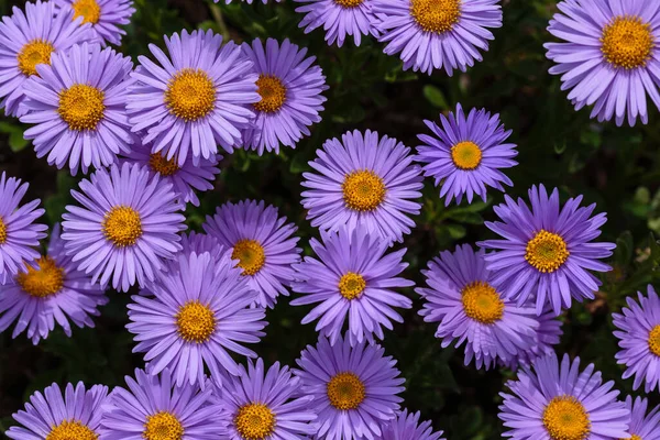 Alp Aster (Aster alpinus). Mor çiçekli dekoratif bahçe bitkileri. Kaya bahçesi için çok güzel bitkiler..