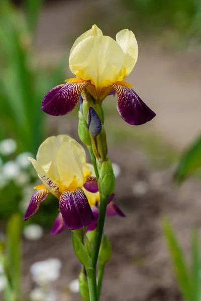 Iris Fioritura Iris Germanica Giardino Primaverile Fiori Iris Barbuto Background — Foto Stock