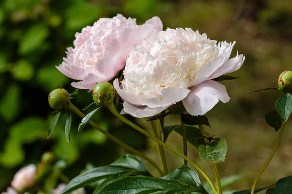 Красивые Бледно Розовые Пионы Саду — стоковое фото