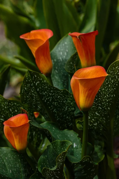 Flores Lirio Calla Naranja Zantedeschia Aethiopica Arum Lily Varkoor Jardín — Foto de Stock