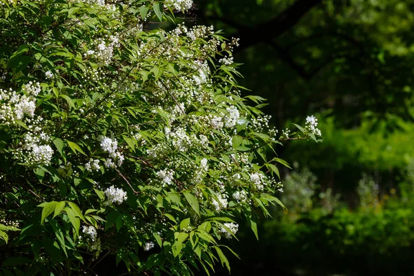 White Flowers Lemoine Deutzia Garden — Stock Photo, Image