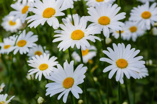 Papatya çiçekleri. Oxeye papatyaları, Leucanthemum vulgare, papatyalar, Dox-eye, yaygın papatyalar, köpek papatyaları, ay papatyaları, papatyalar. Bahçe konsepti