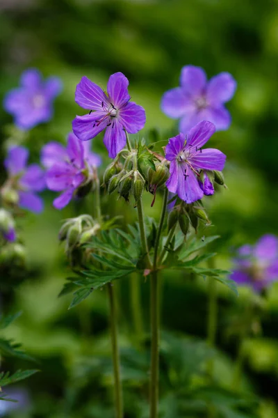 Wiesenkranich Garten Lila Blüten Von Geranium Pratense — Stockfoto