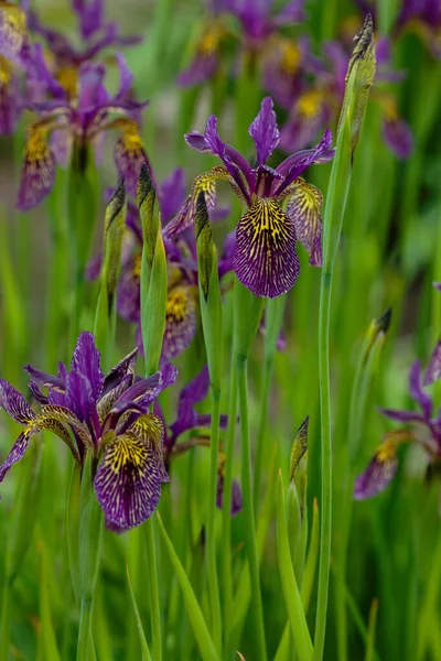 Fiori Viola Iride Siberiana Background Naturale Iris Sibirica Nel Giardino — Foto Stock