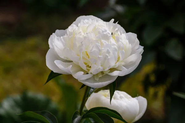 Hermosas Peonías Blancas Jardín — Foto de Stock
