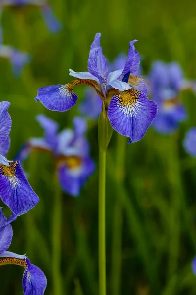 Fialové Květy Sibiřské Duhovky Přirozeném Prostředí Iris Sibirica Jarní Zahradě — Stock fotografie