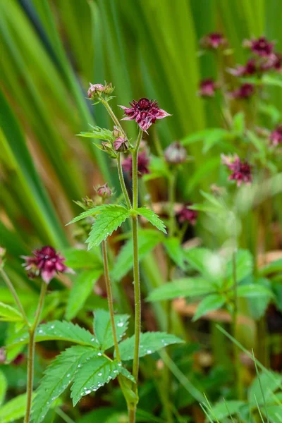 Red Comarum Palustre Inflorescence Marsh Cinquefoil Medicinal Plants Wild — Stock Photo, Image