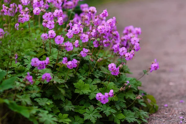 Paarse Bloemen Van Geranium Macrorrhizum Zomertuin — Stockfoto