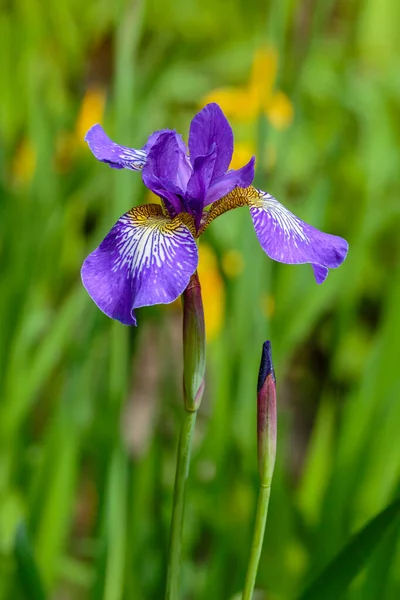 Paarse Bloem Van Siberische Iris Natuurlijke Achtergrond Iris Sibirica Lentetuin — Stockfoto