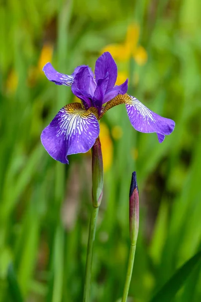 Fleur Pourpre Iris Sibérien Arrière Plan Naturel Iris Sibirica Dans — Photo