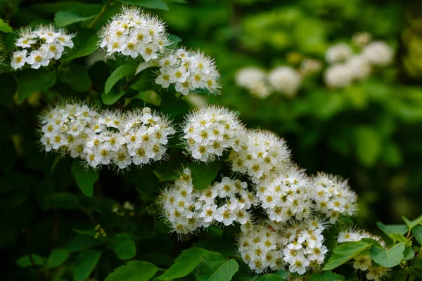 Білі Квіти Спіреї Саду Декоративні Квітучі Чагарники Ландшафтного Дизайну — стокове фото