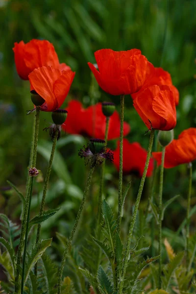 Flores Papoula Orientais Papaver Orientale Uma Magnífica Planta Perene Jardim — Fotografia de Stock